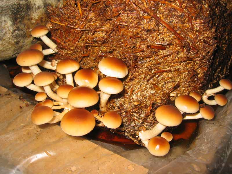 I Funghi primaverili: Agrocybe aegerita